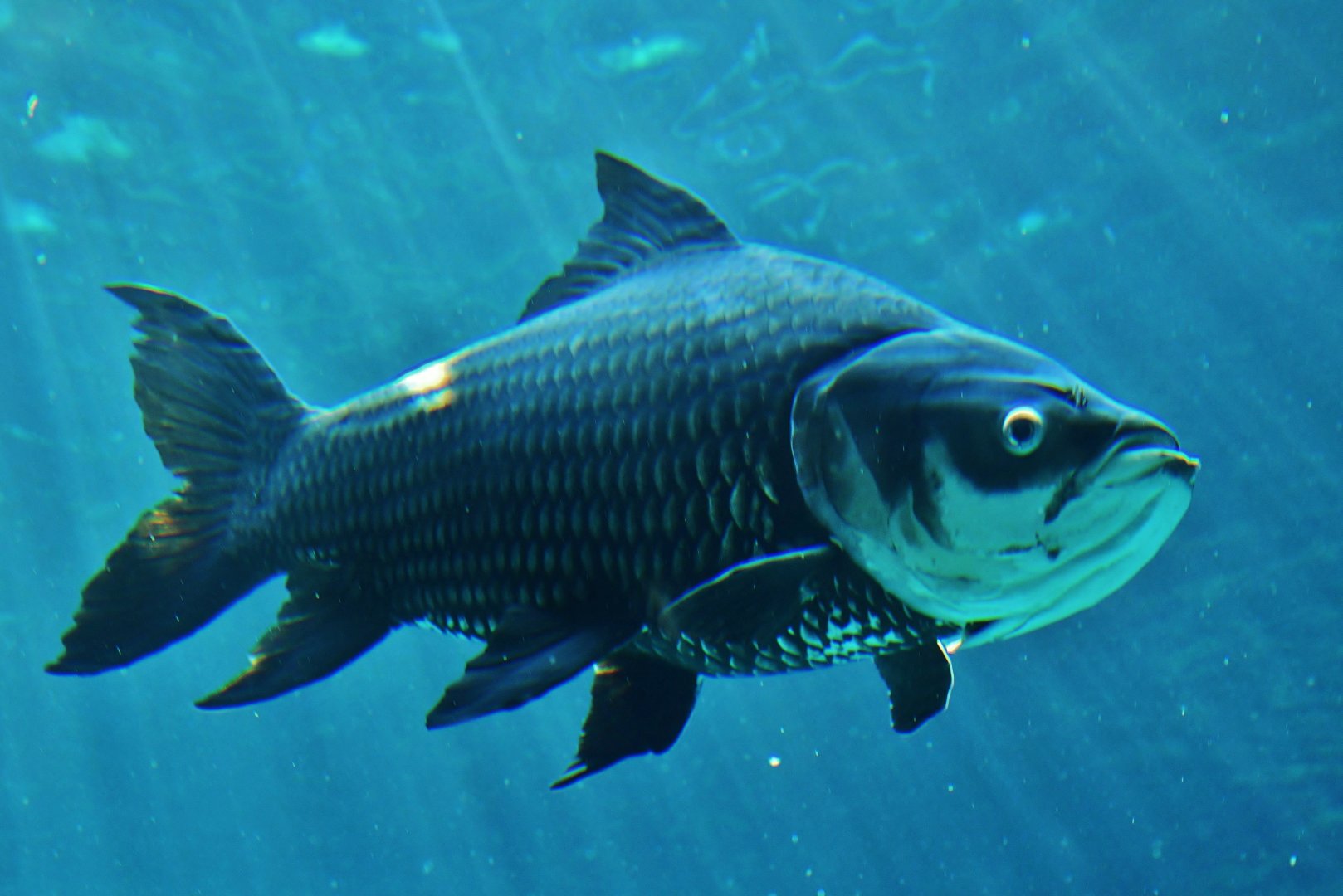 Siamese Giant Carp (Catlocarpio siamensis)
