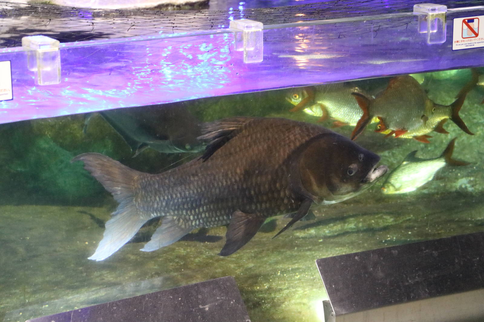 Siamese giant carp, February 2016