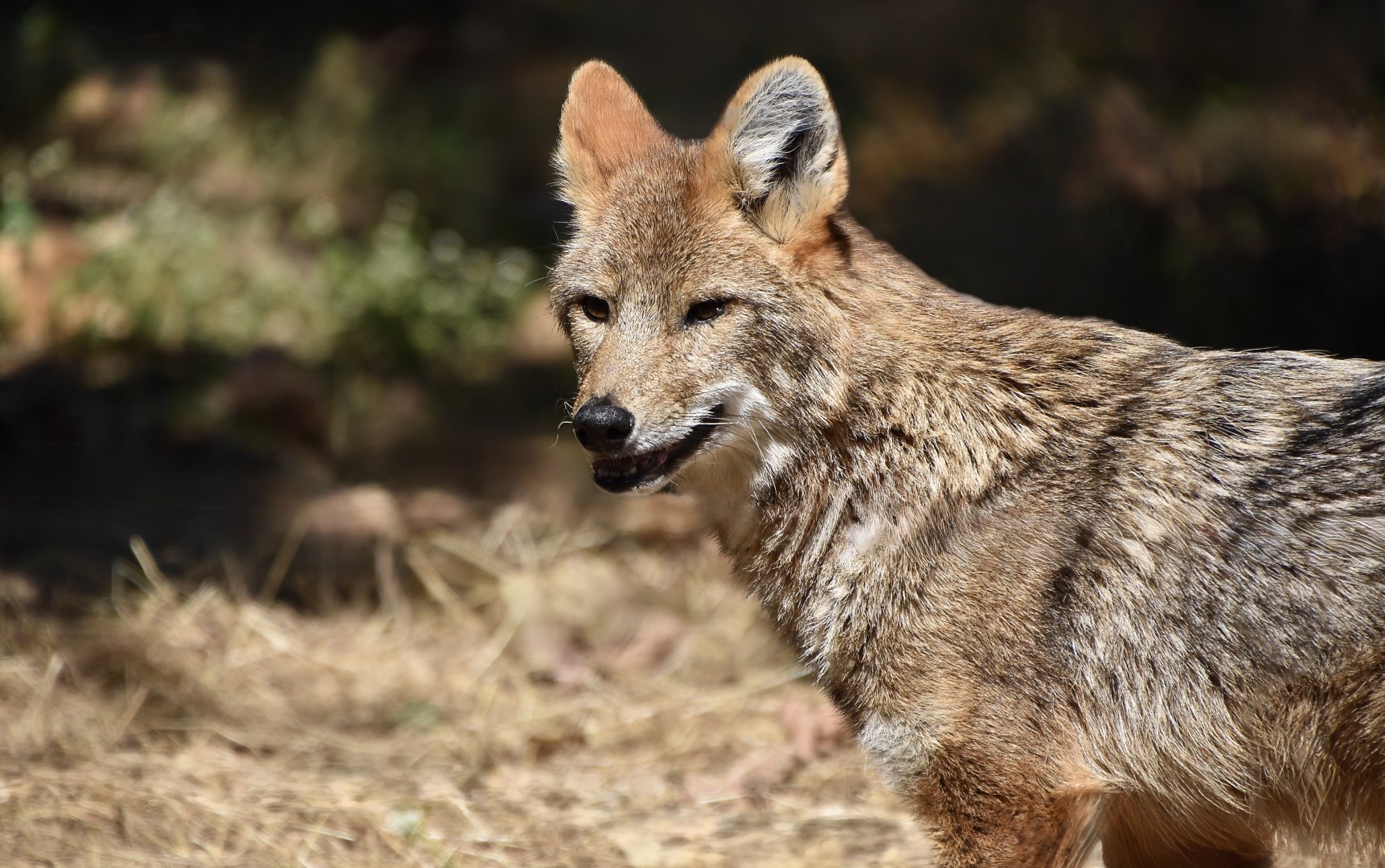 Siamese Golden Jackal (Canis aureus cruesemanni)