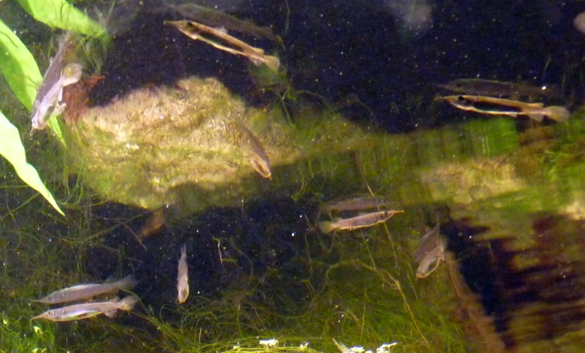 Siamese halfbeaks (Dermogenys siamensis)