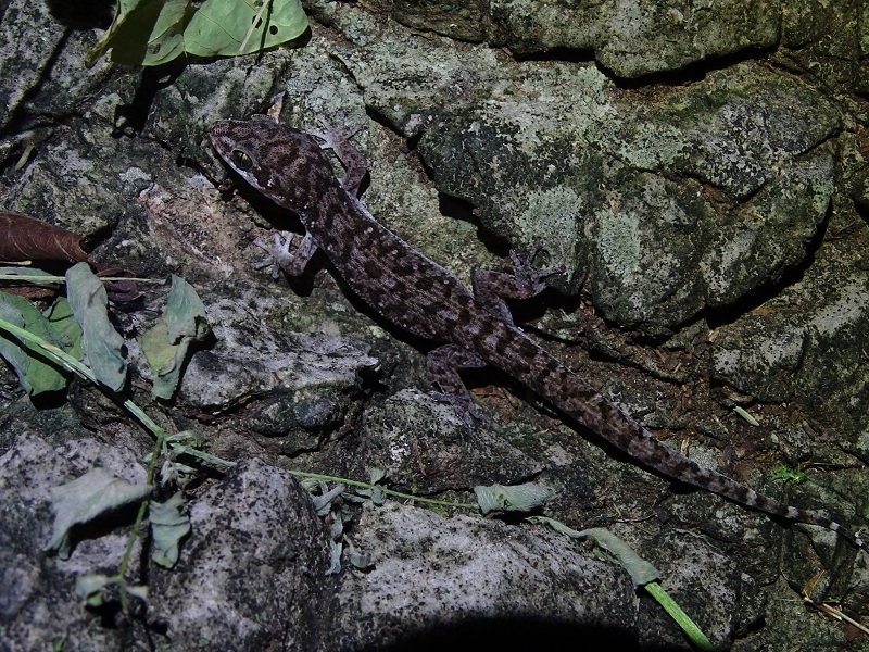 Siamese leaf-toed gecko (Dixonius siamensis)