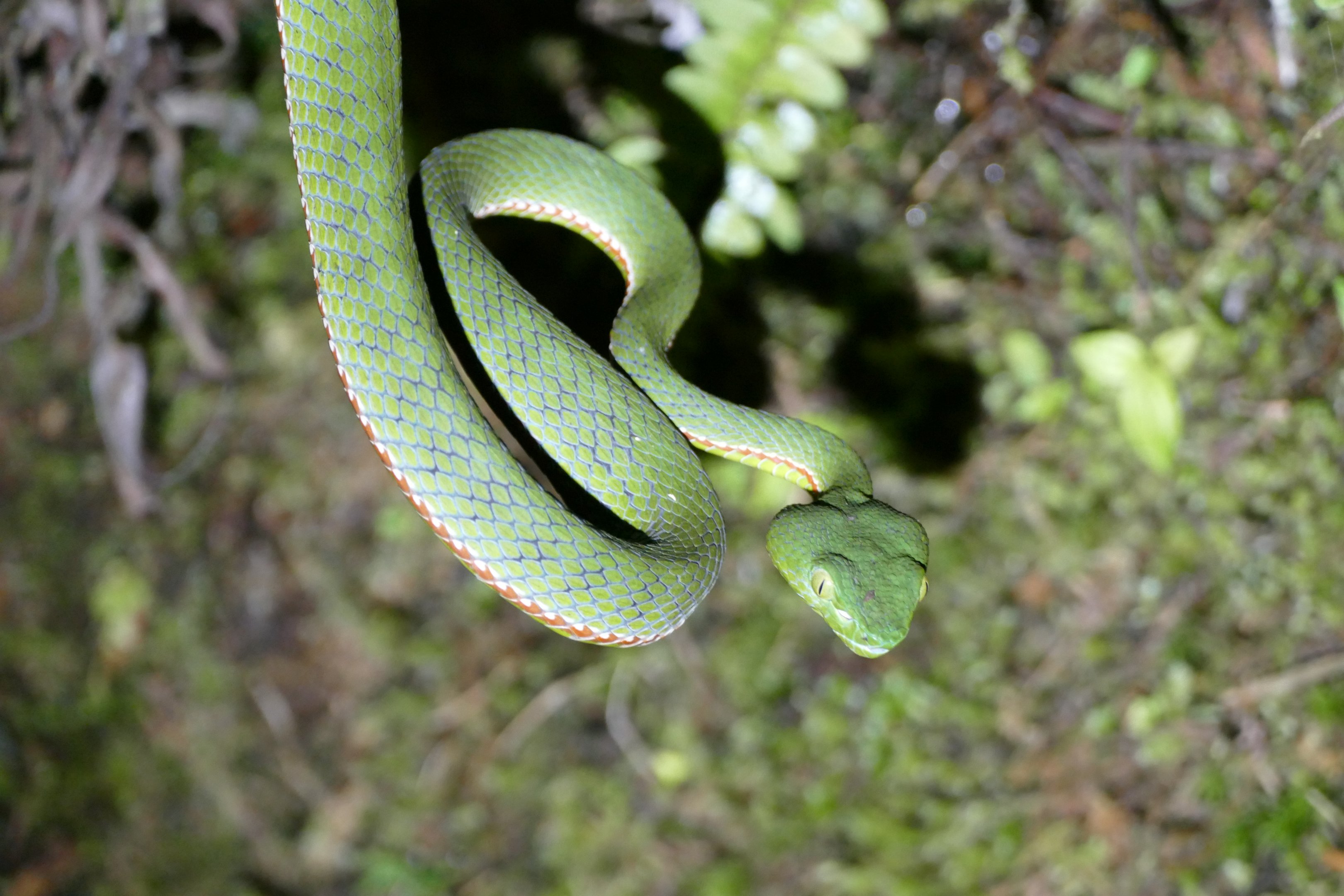 Siamese Peninsula Pit Viper - Fraser's Hill