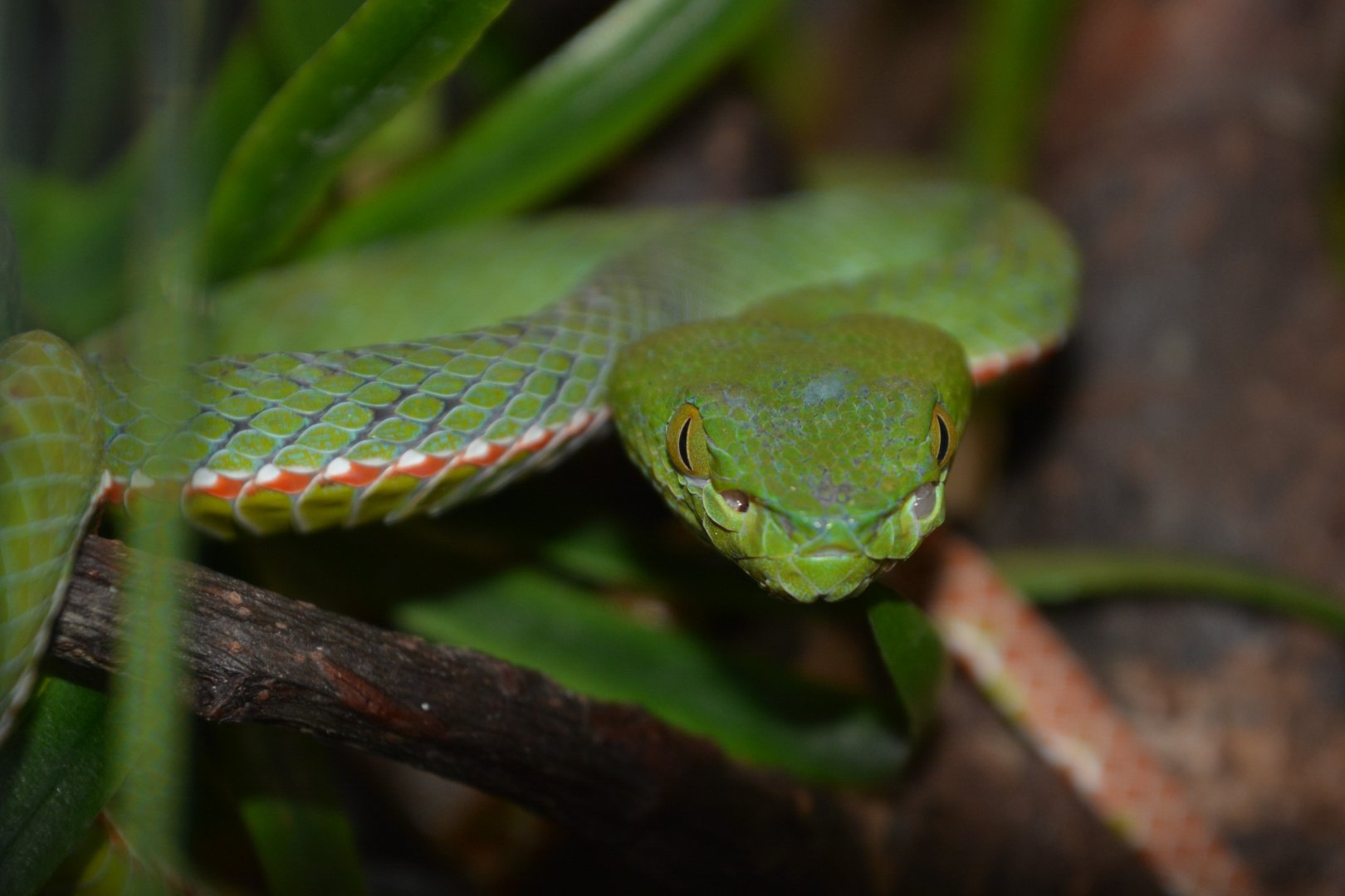 Siamese peninsula pit viper (Popeia fucata)