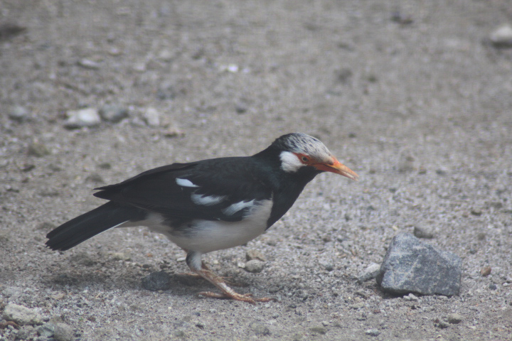 Siamese pied myna (Gracupica floweri)