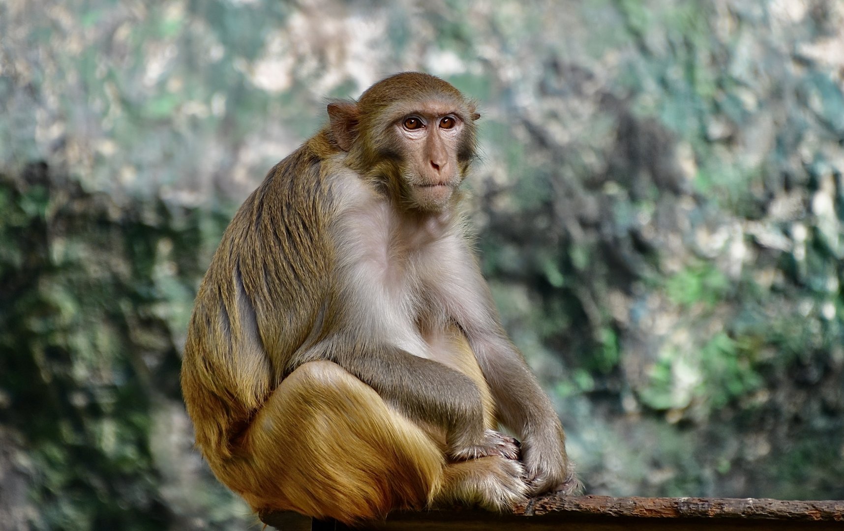 Siamese Rhesus Macaque (Macaca mulatta siamica)