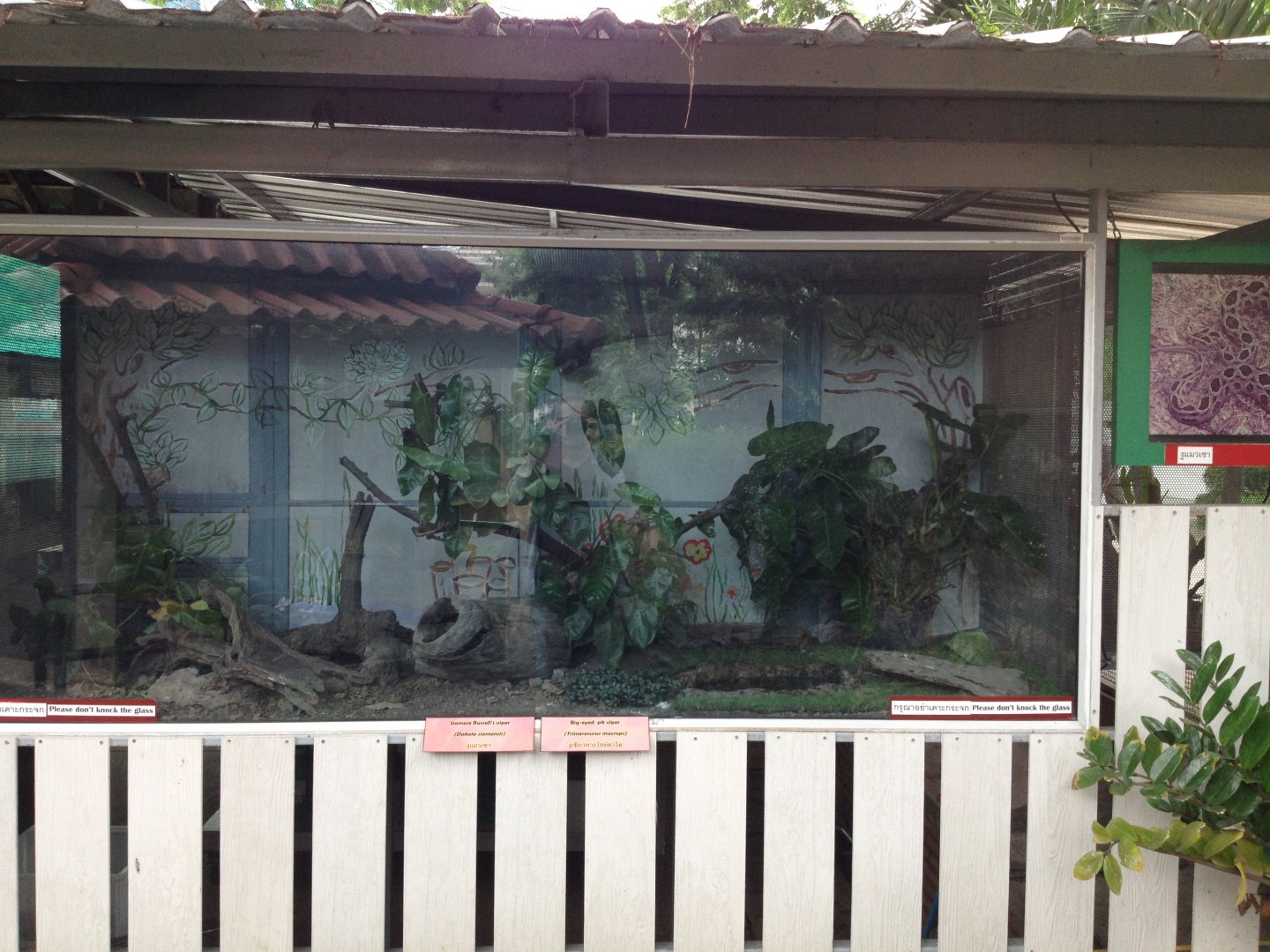 Siamese Russell's Viper and Big-eyed Pit Viper enclosure