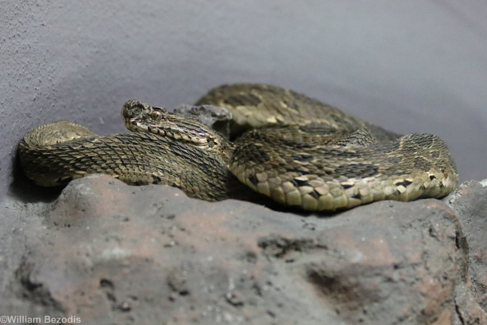 Siamese Russell's Viper