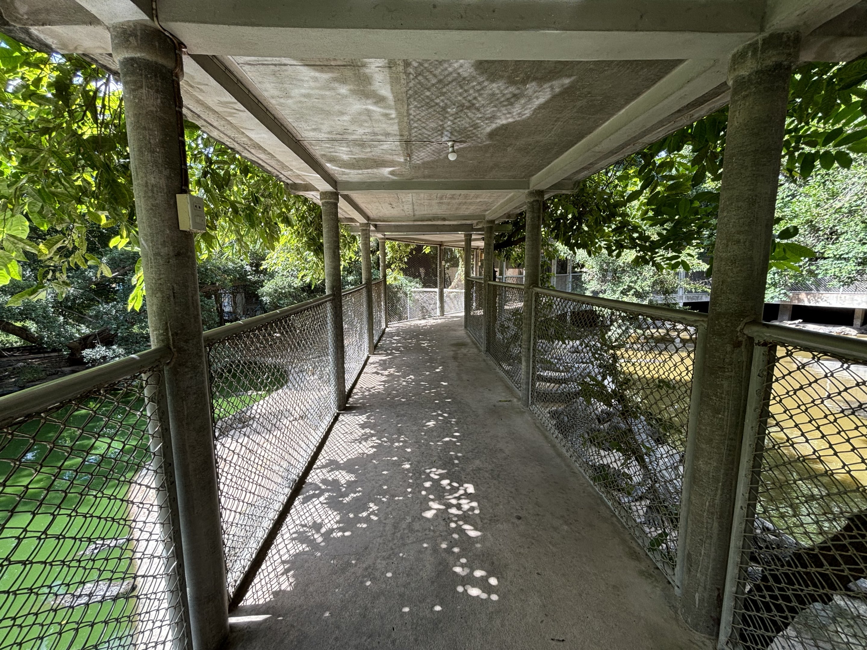 Siamese + Saltwater Croc Pools