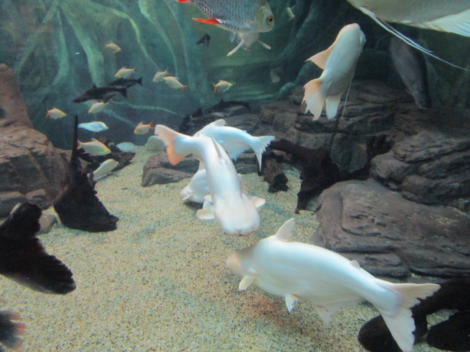 Siamese Shark (albino)