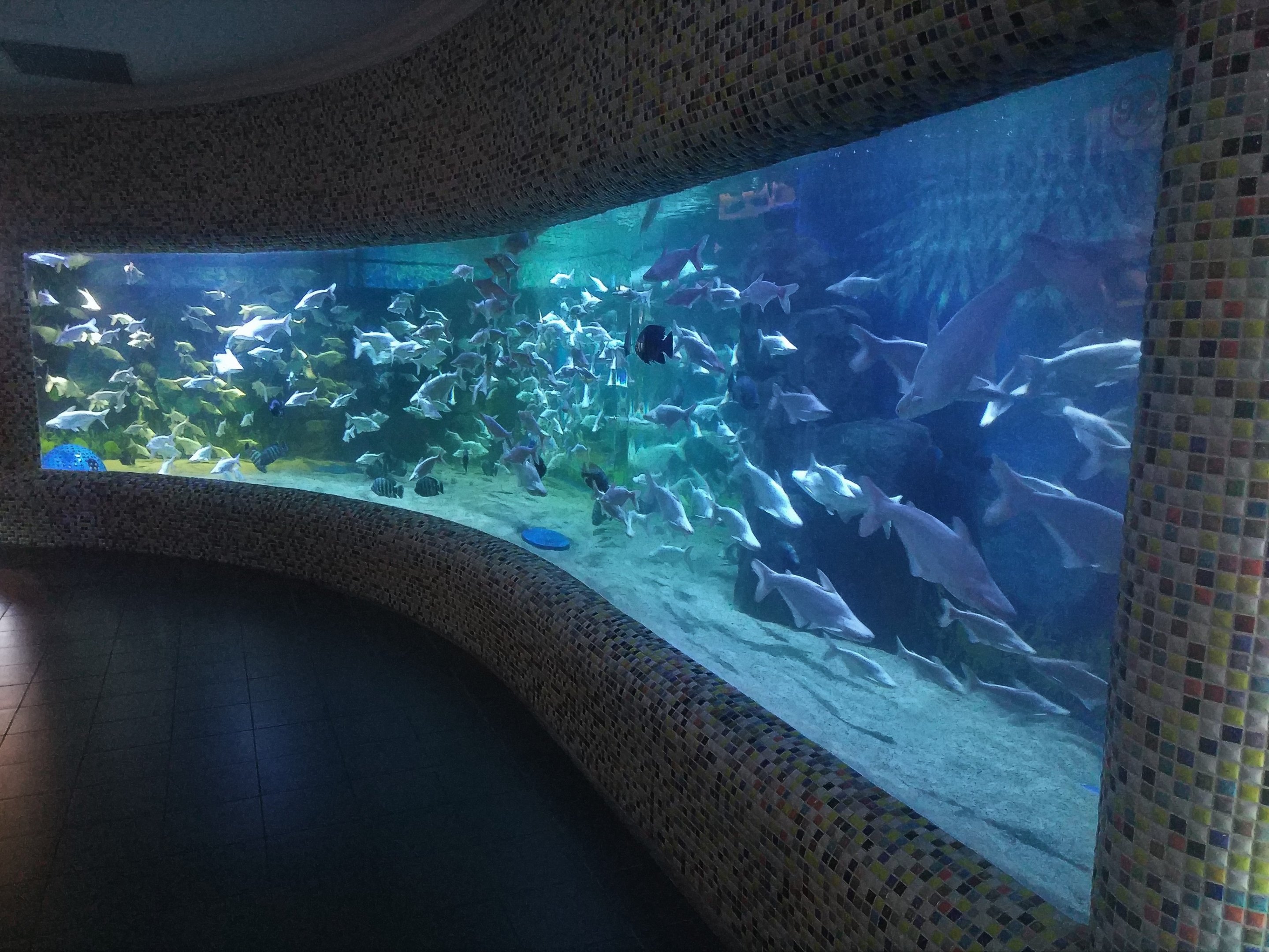 Siamese Shark Tank