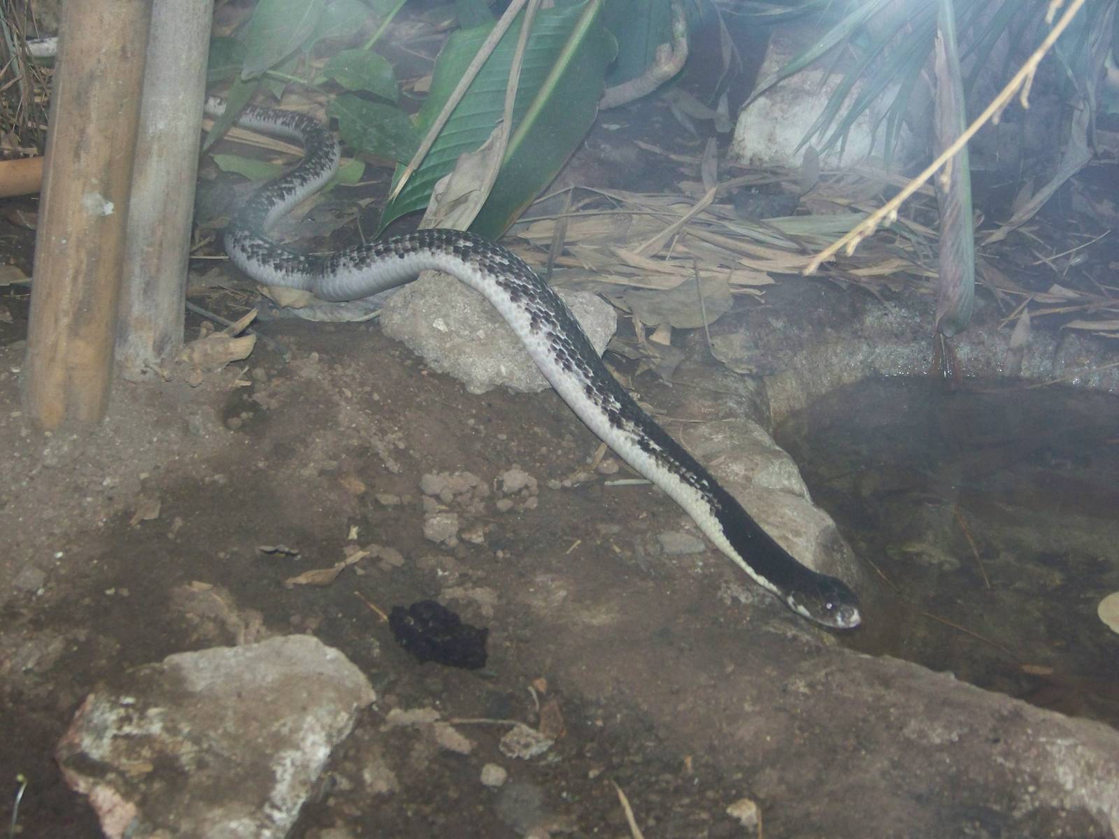 Siamese Spitting Cobra