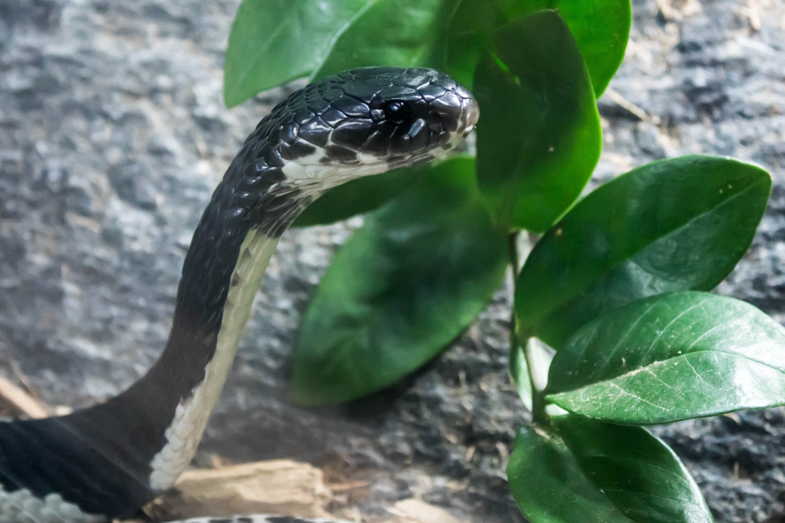Siamese spitting cobra