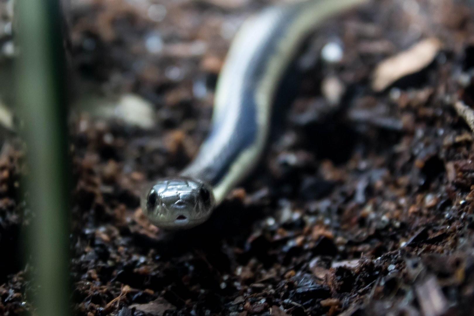 Siamese spitting cobra