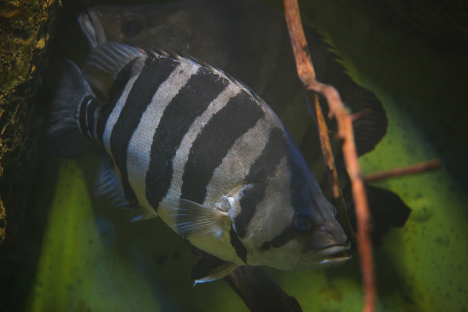 Siamese Tiger Fish (Datnioides sp.)