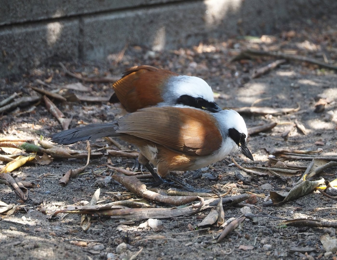 Siamese White-crested laughingthrush (Garrulax leucolophus diardi), 2024-05-21