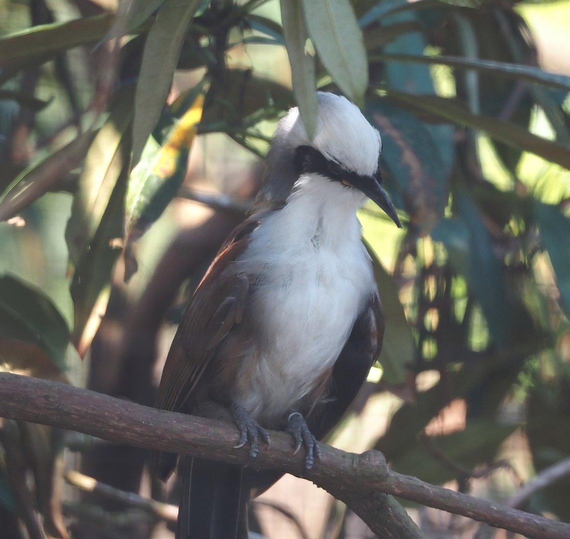 Siamese White-crested laughingthrush (Garrulax leucolophus diardi), 2024-05-23