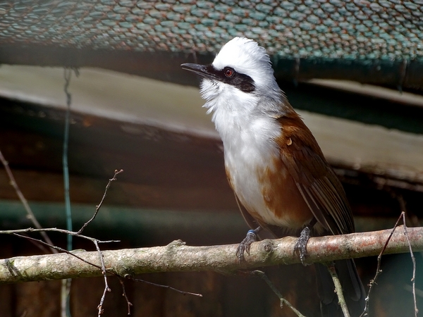 Siamese White-crested laughingthrush (Garrulax leucolophus diardi)