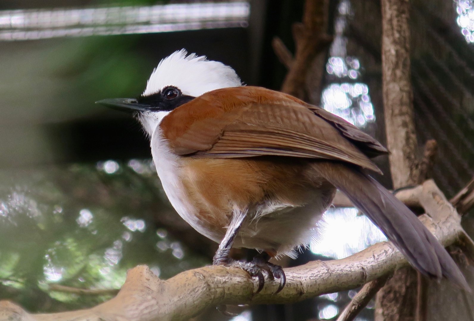 Siamese White-Crested Laughingthrush (Garrulax leucolophus diardi)