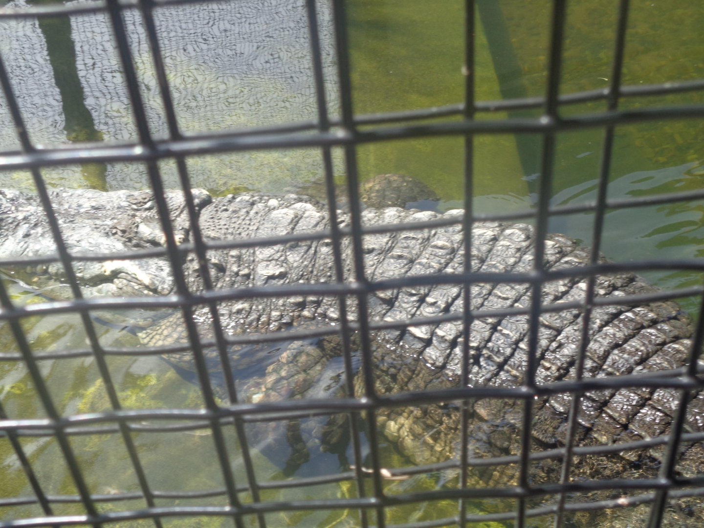 Siamese x Saltwater crocodile