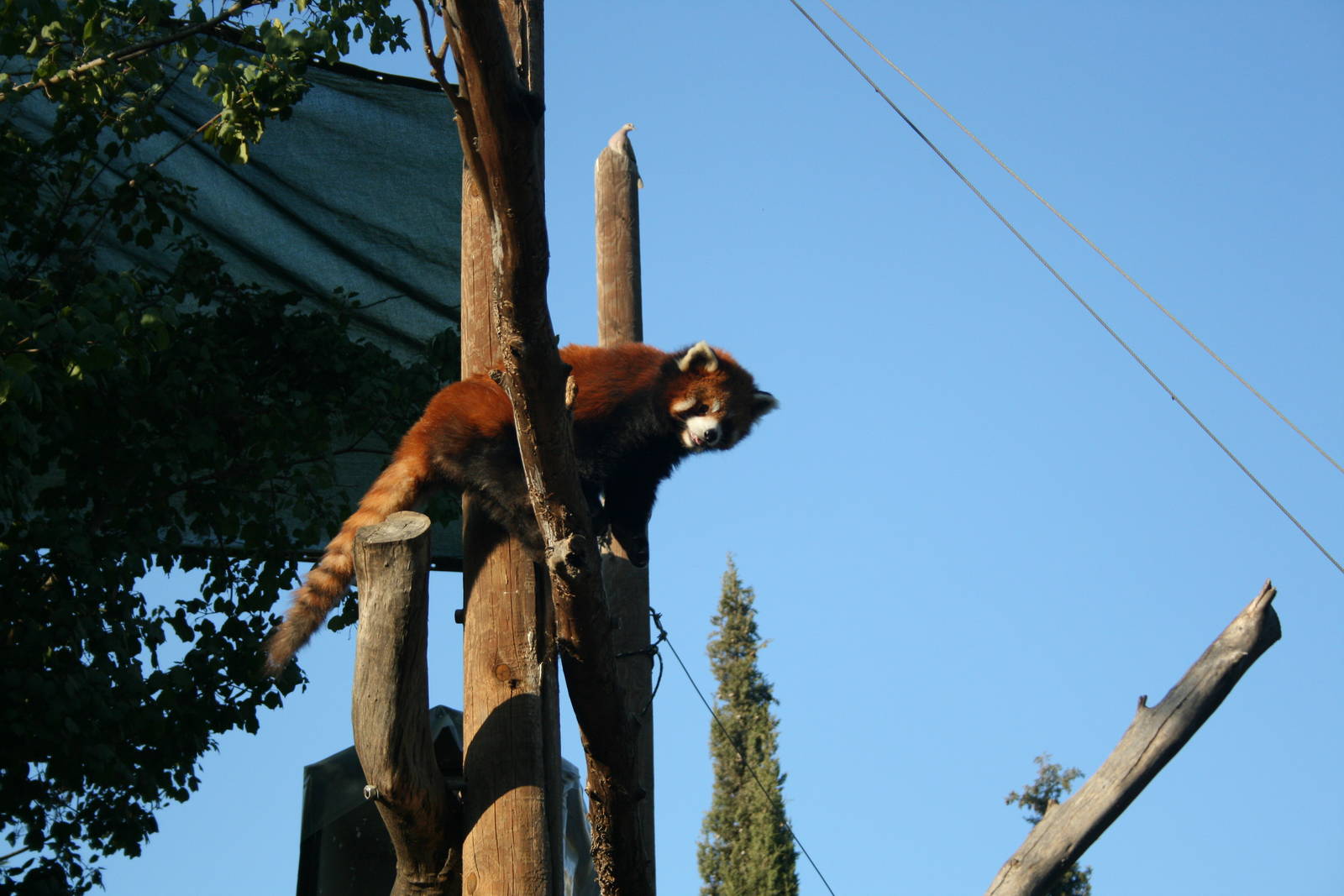 siamon the red panda