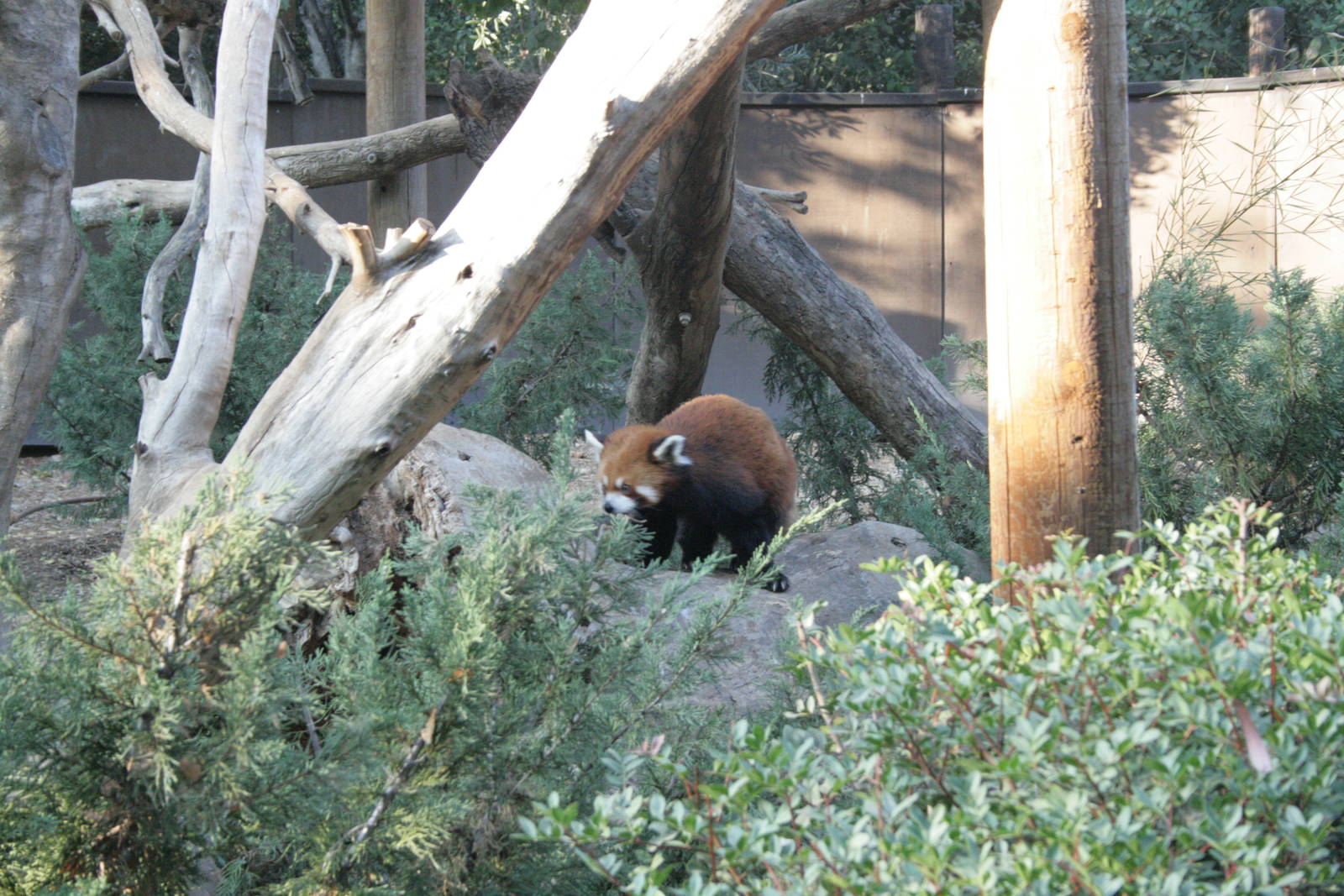 siamon the red panda