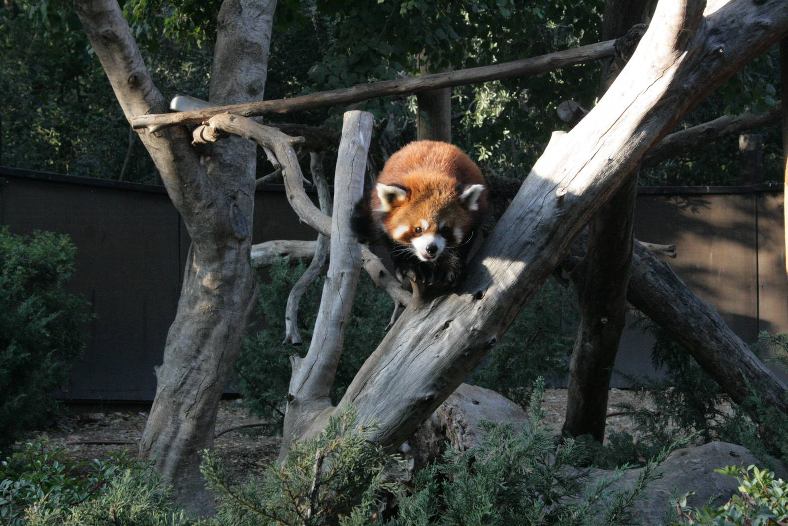 siamon the red panda
