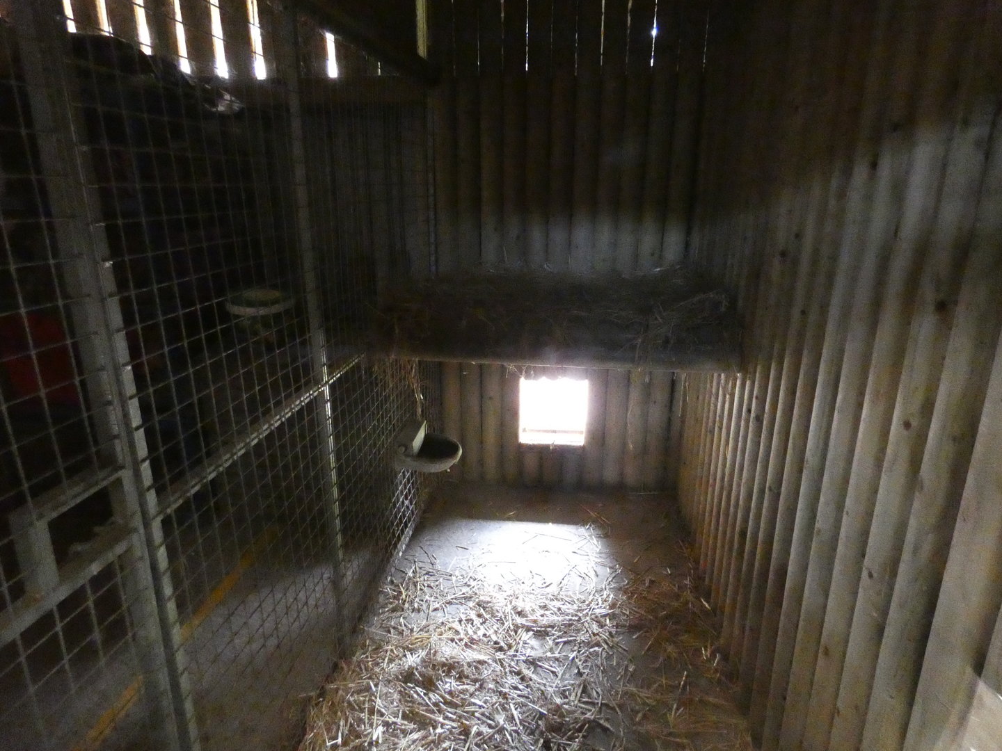 Siberean lynx indoor enclosure