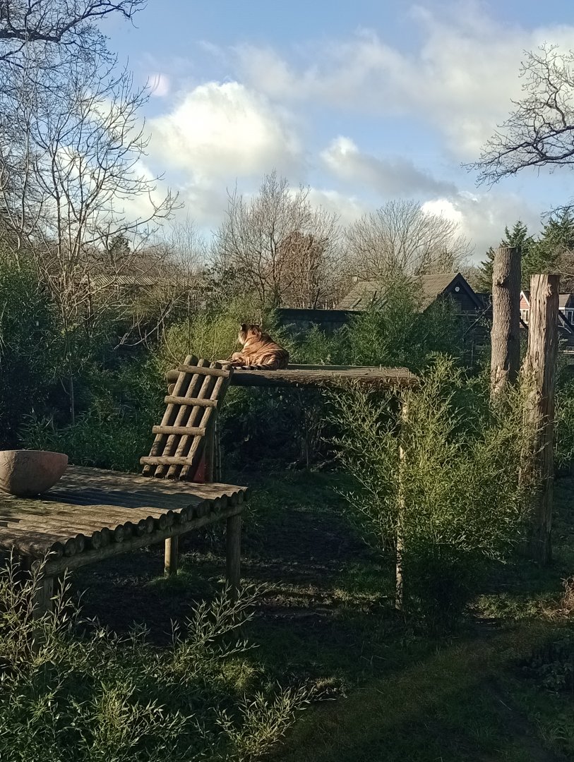 Siberia, Amur Tiger (Panthers tigris altica)