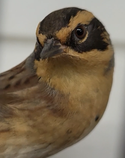 Siberian accentor - Prunella montanella