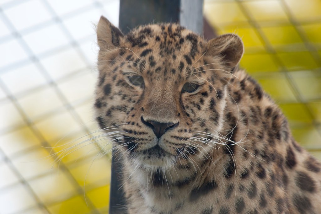 Siberian (Amur) Leopard