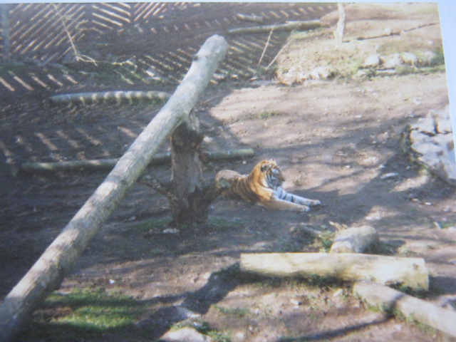 Siberian/Amur Tiger 12/3/90.