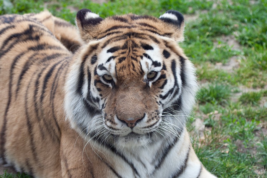 Siberian (Amur) Tiger