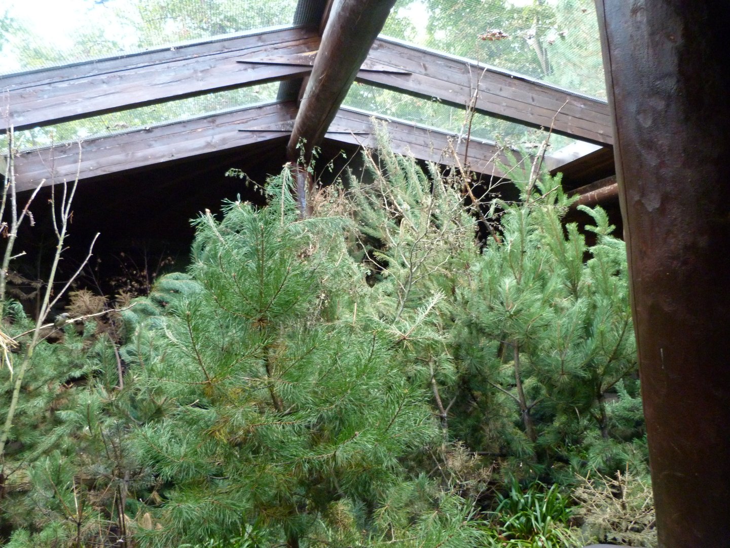 Siberian aviary -Zoo Plzeň (2025)