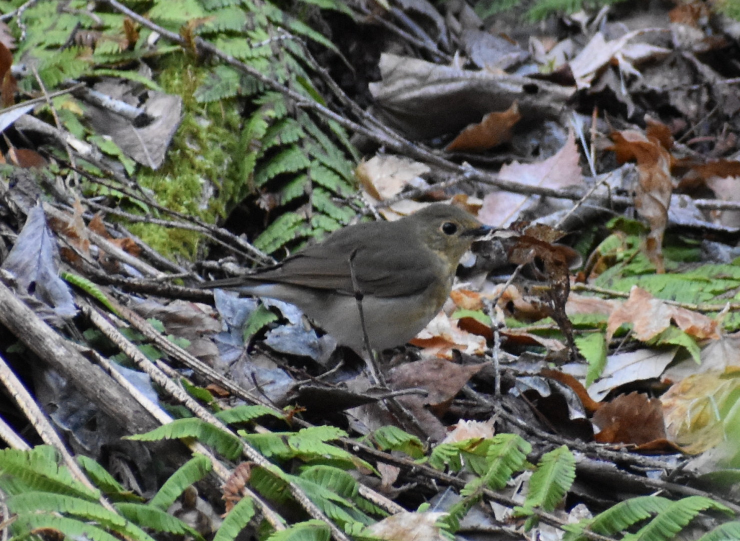 Siberian Blue Robin ~ Karuizawa