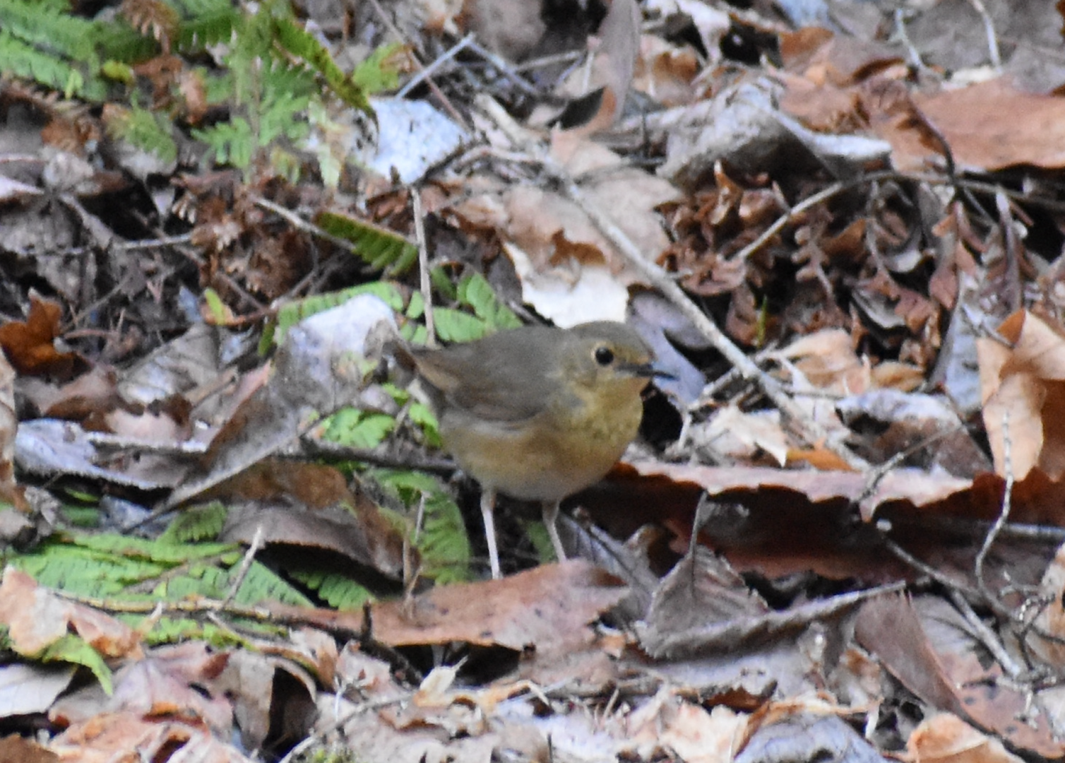 Siberian Blue Robin ~ Karuizawa