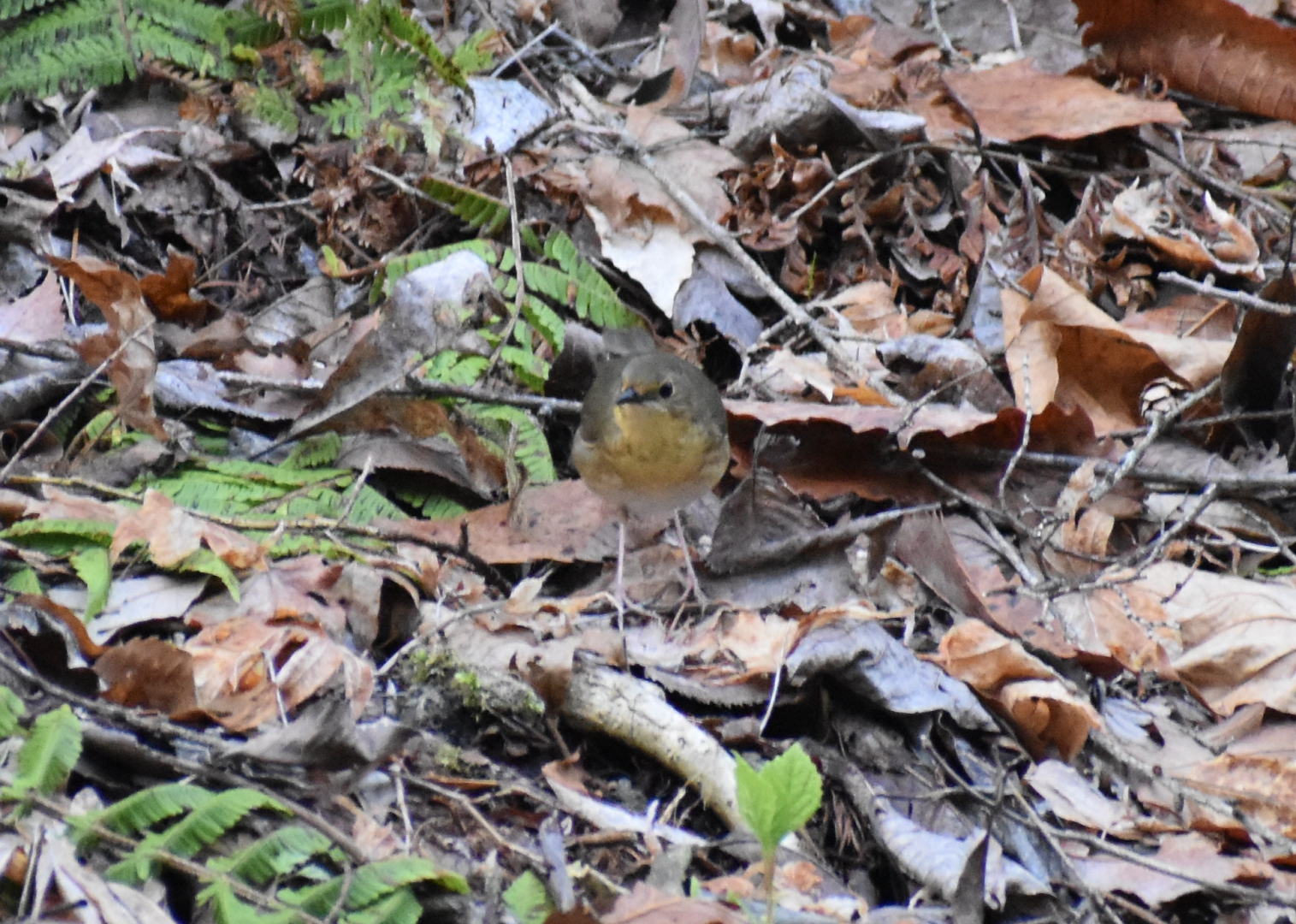 Siberian Blue Robin ~ Karuizawa