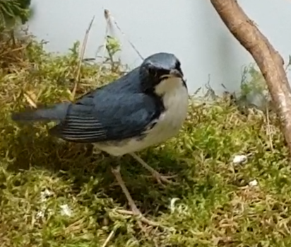 Siberian blue robin - Larvivora cyane
