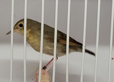 Siberian blue robin - Larvivora cyane