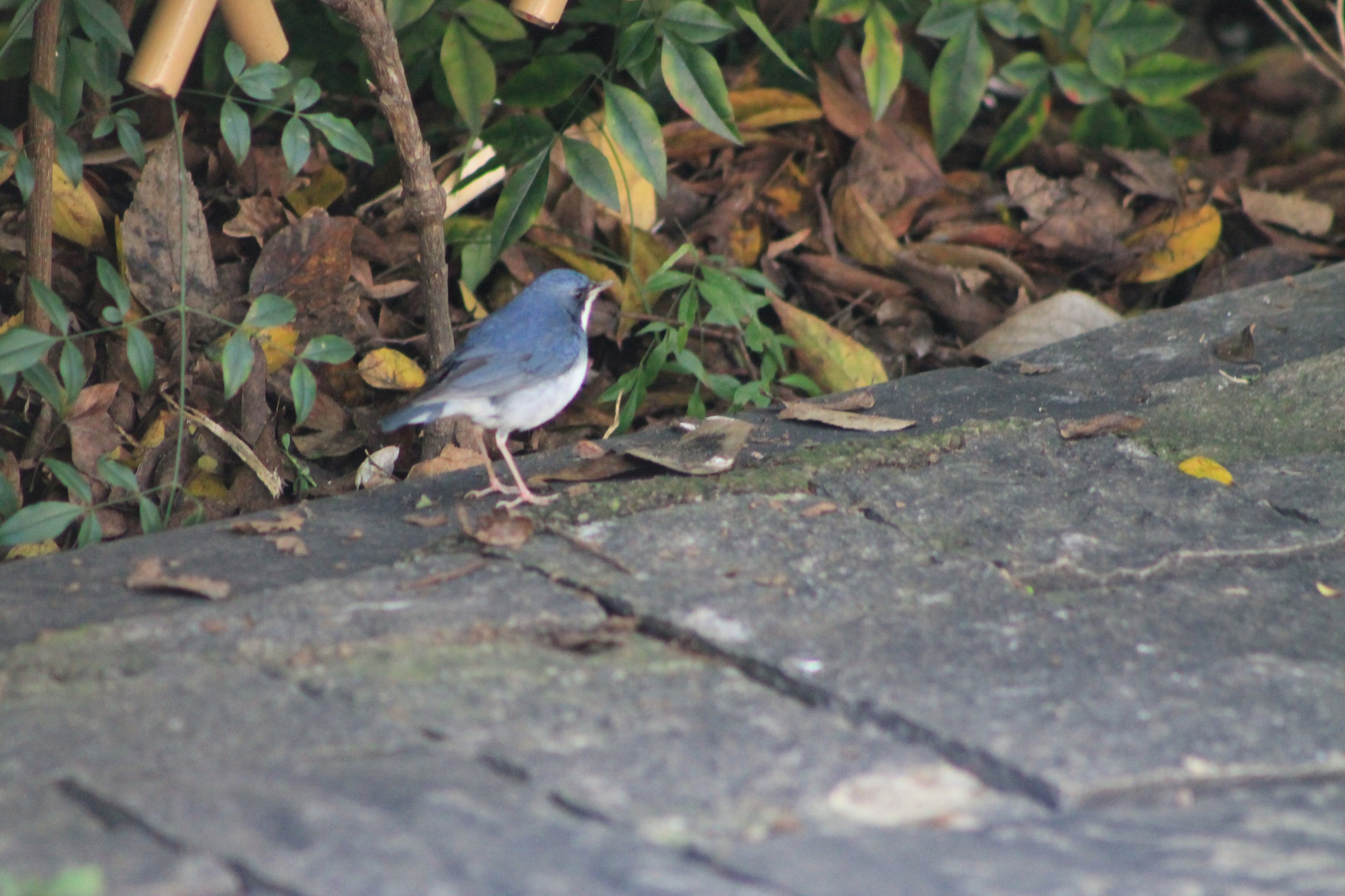 Siberian Blue Robin (Larvivora cyane)