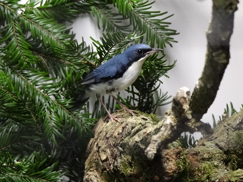 Siberian blue robin