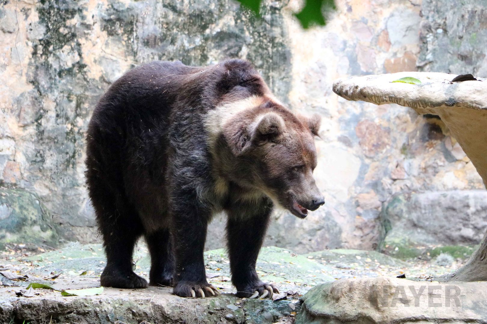 Siberian brown bear, May 2016