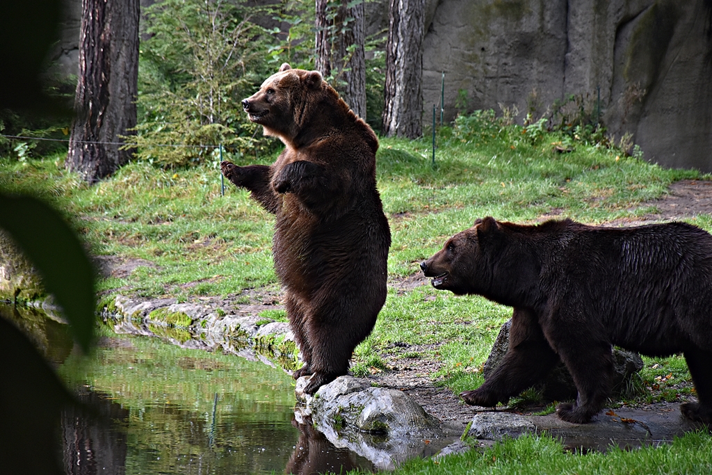 Siberian Brown Bear