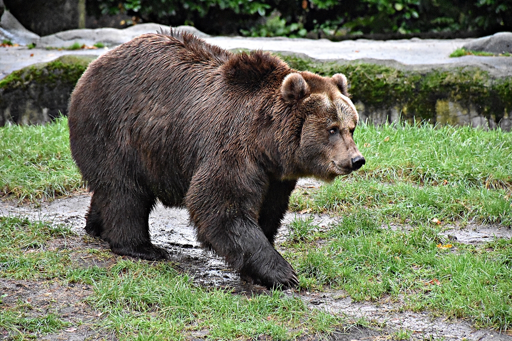 Siberian Brown Bear