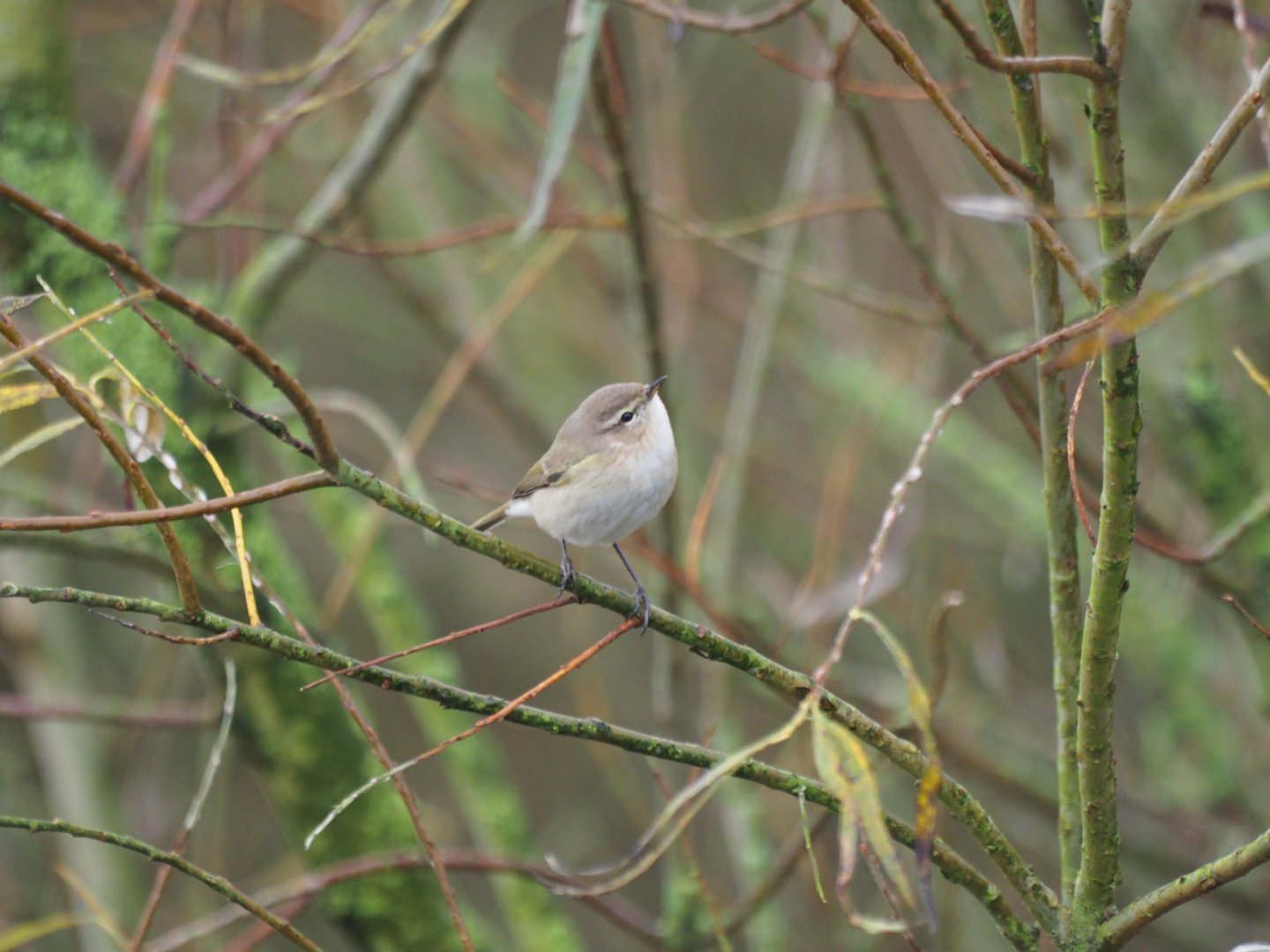 Siberian Chiffchaff