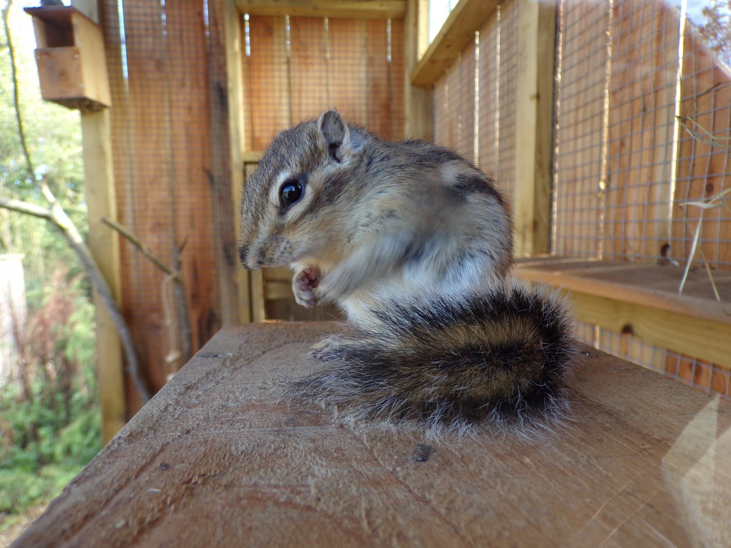 Siberian chipmunk 14.10.23