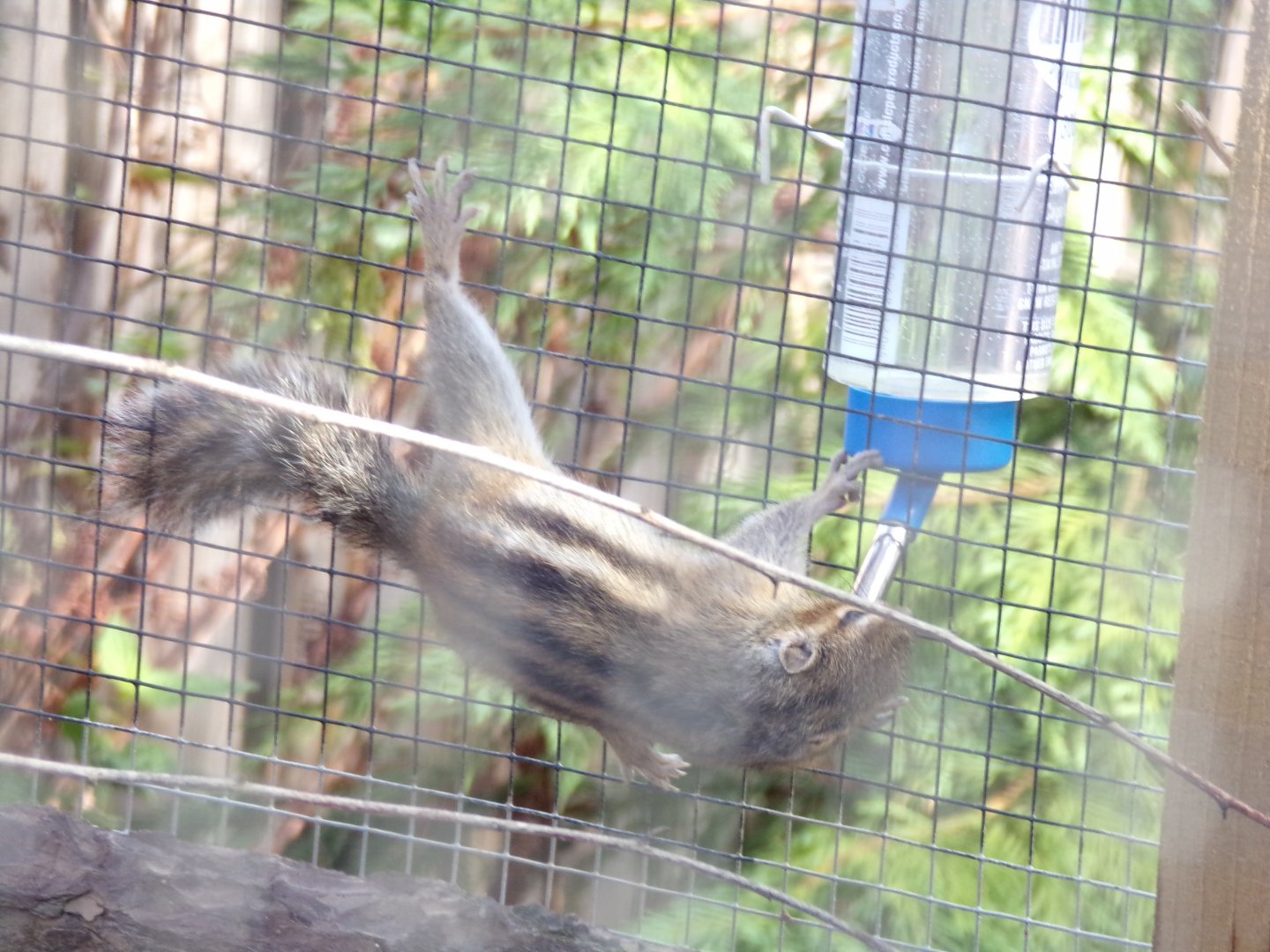 Siberian chipmunk 14.10.23