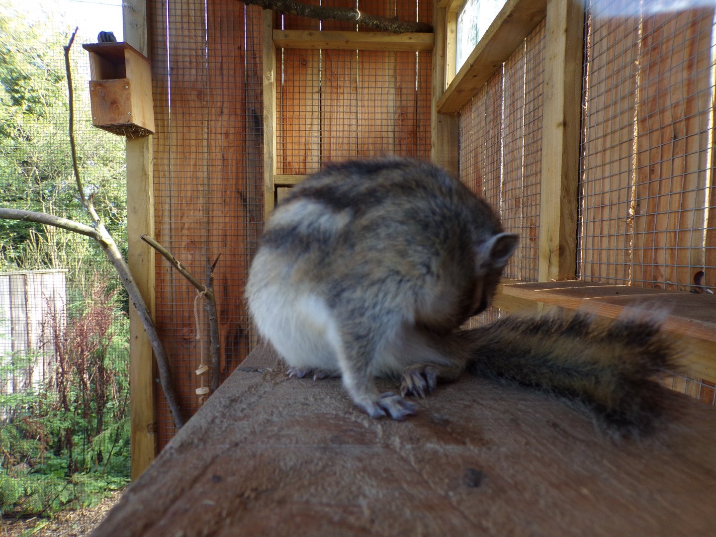 Siberian chipmunk 14.10.23