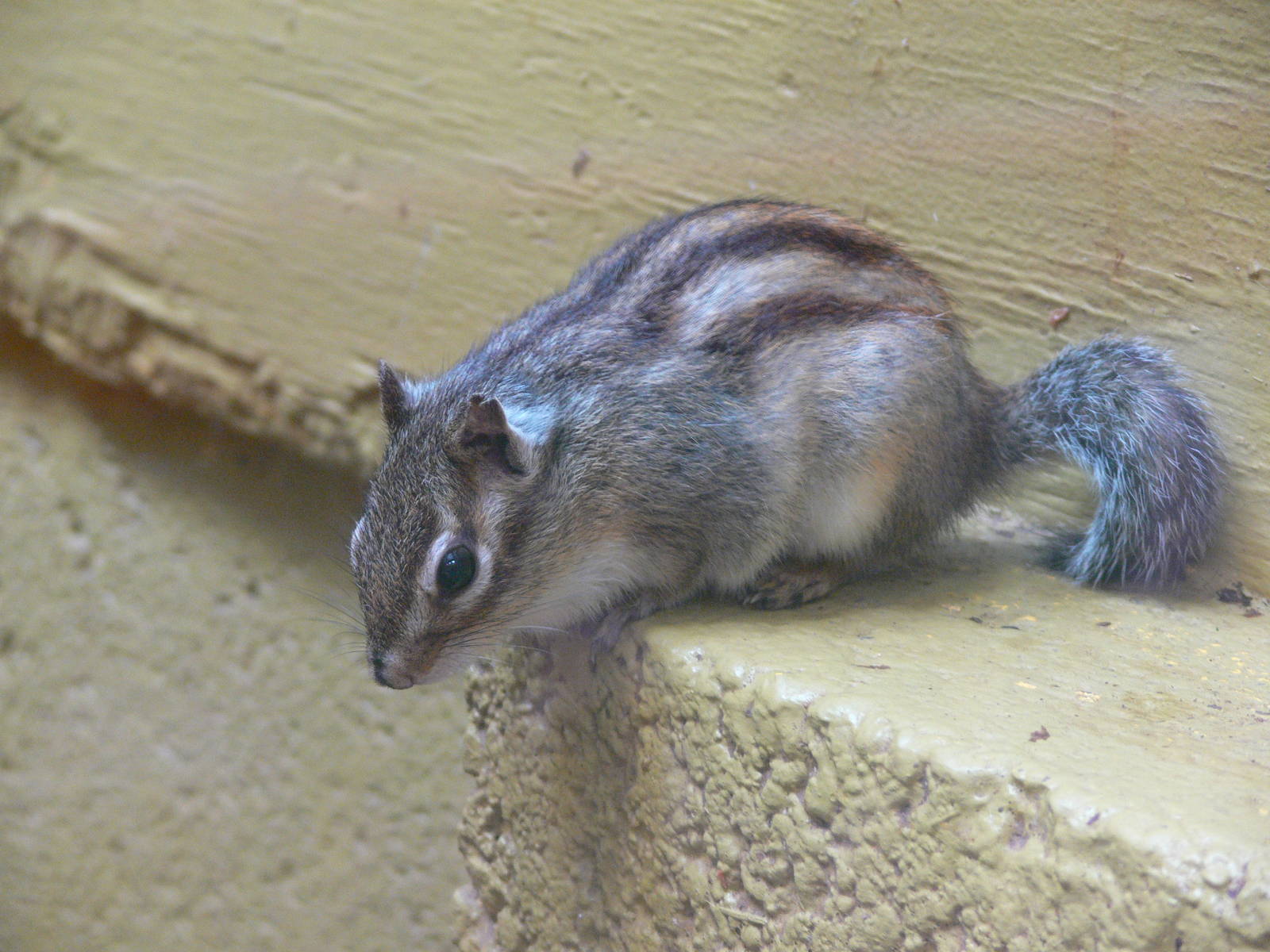 Siberian Chipmunk at South Lakes, 04/07/14