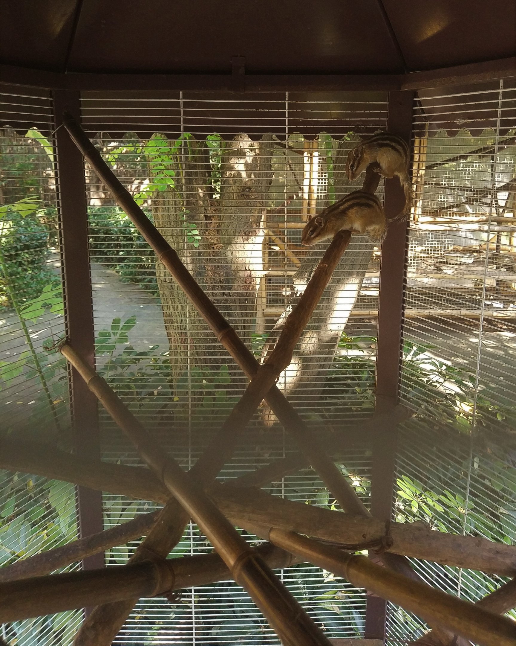 Siberian Chipmunk Cage