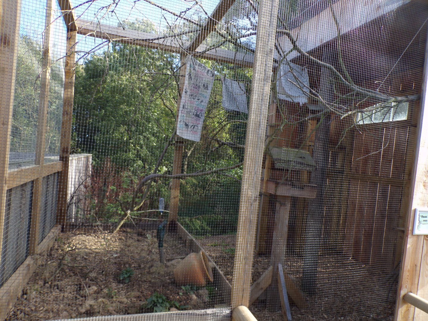 Siberian chipmunk enclosure 14.10.23